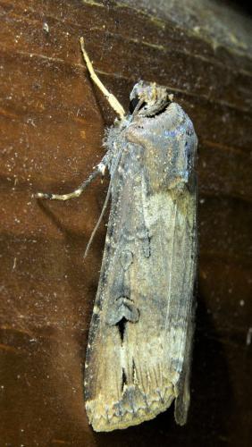 Réf. 335 807 : Agrotis ipsilon